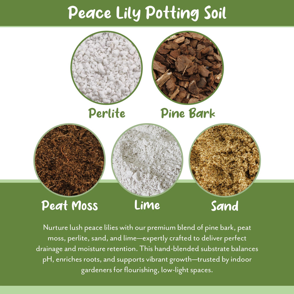 Soil Sunrise supporting a healthy rooted peace lily in a container for stronger growth