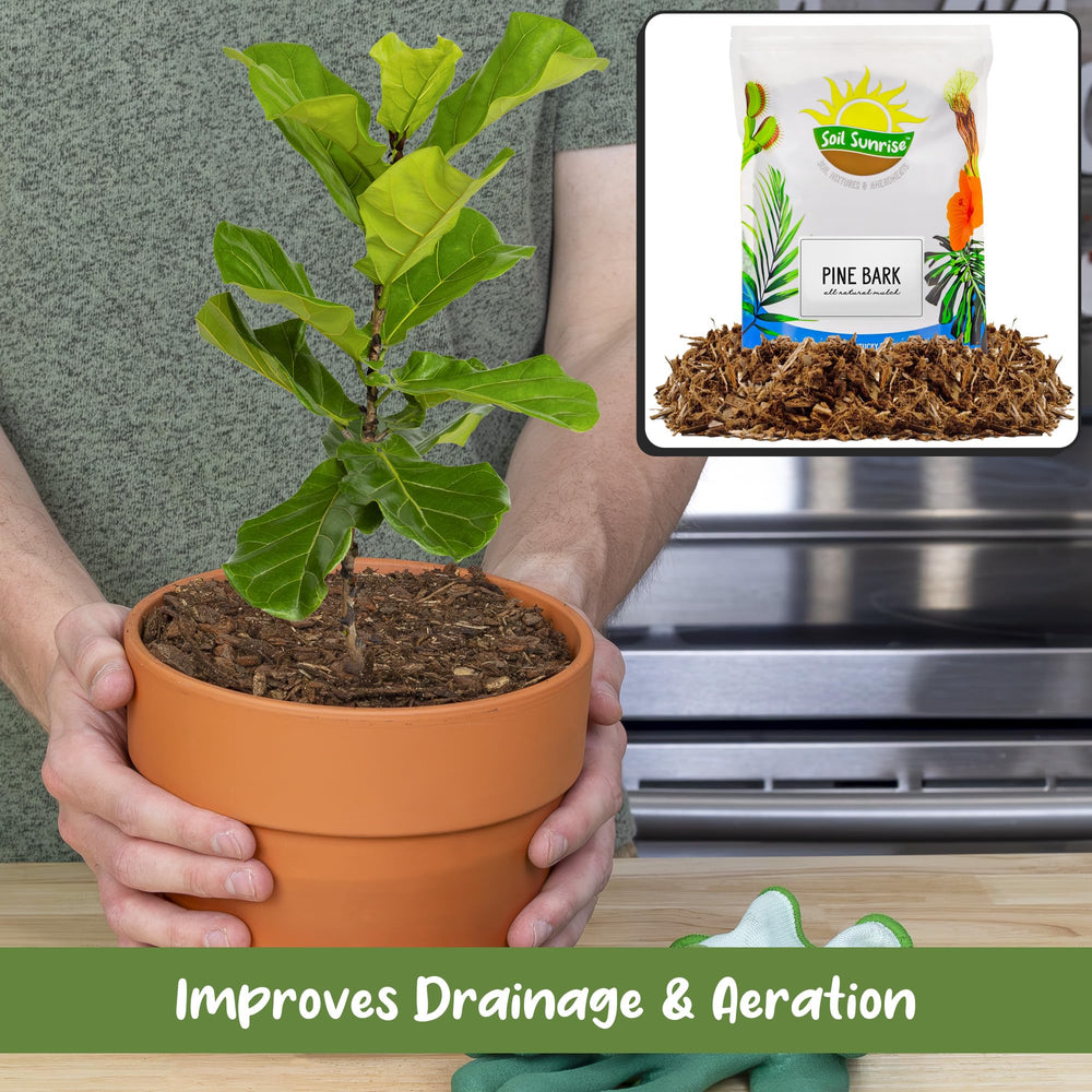 Soil Sunrise aplicado en terrario abierto para acabado natural