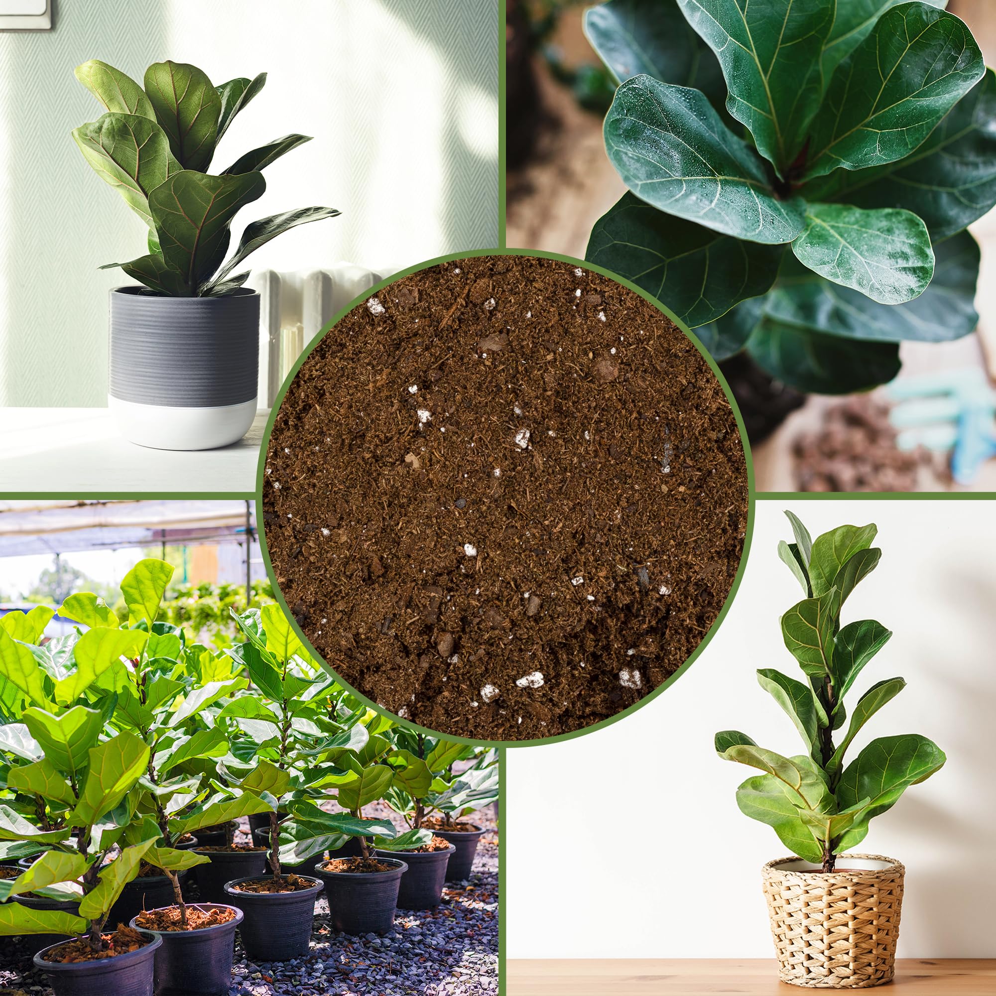 Soil Sunrise product label and ingredient list for natural potting components