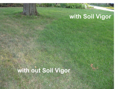 Soil Vigor applied in a pot showing improved water holding and root benefit