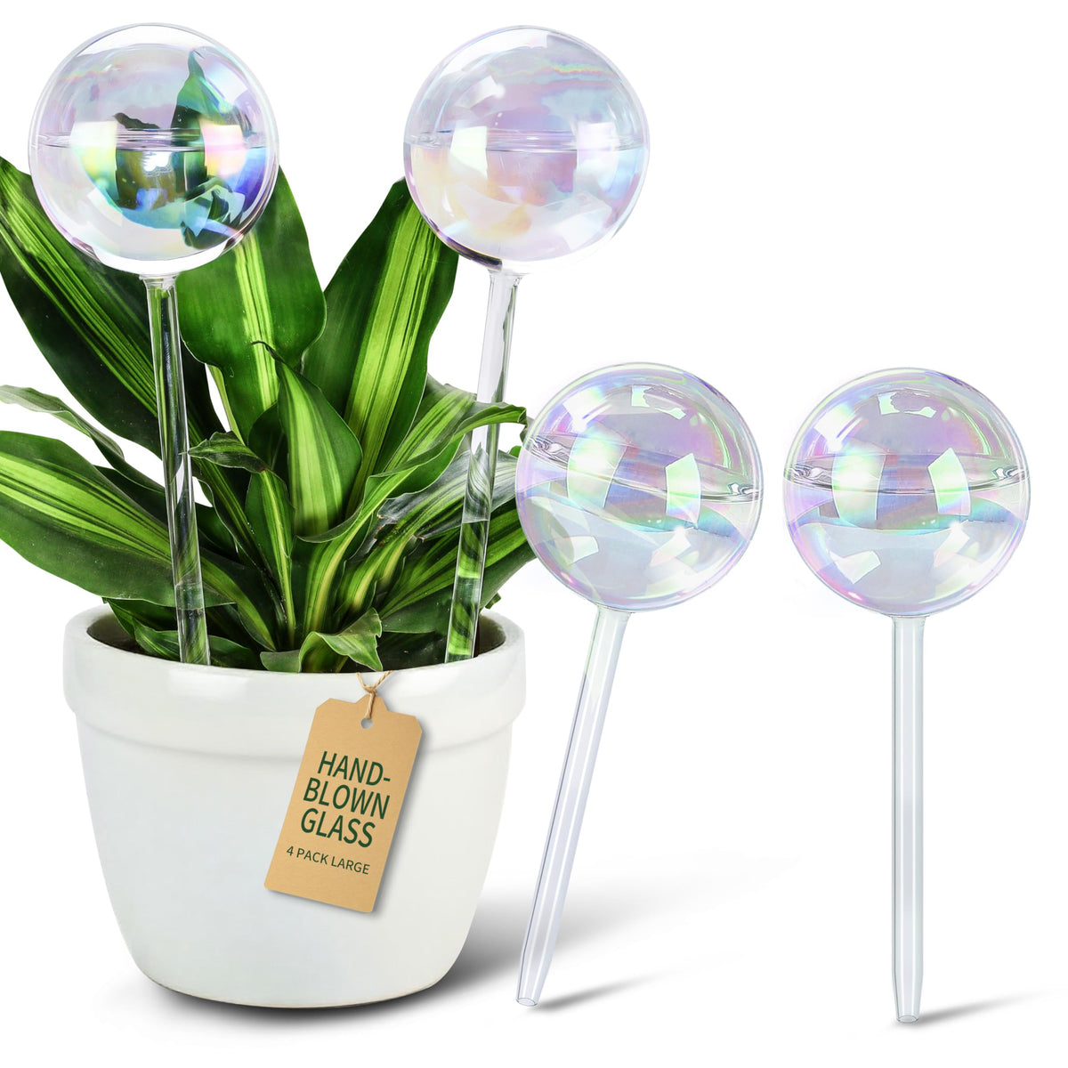 Soilagua front view of globe pack with decorative shimmer benefit