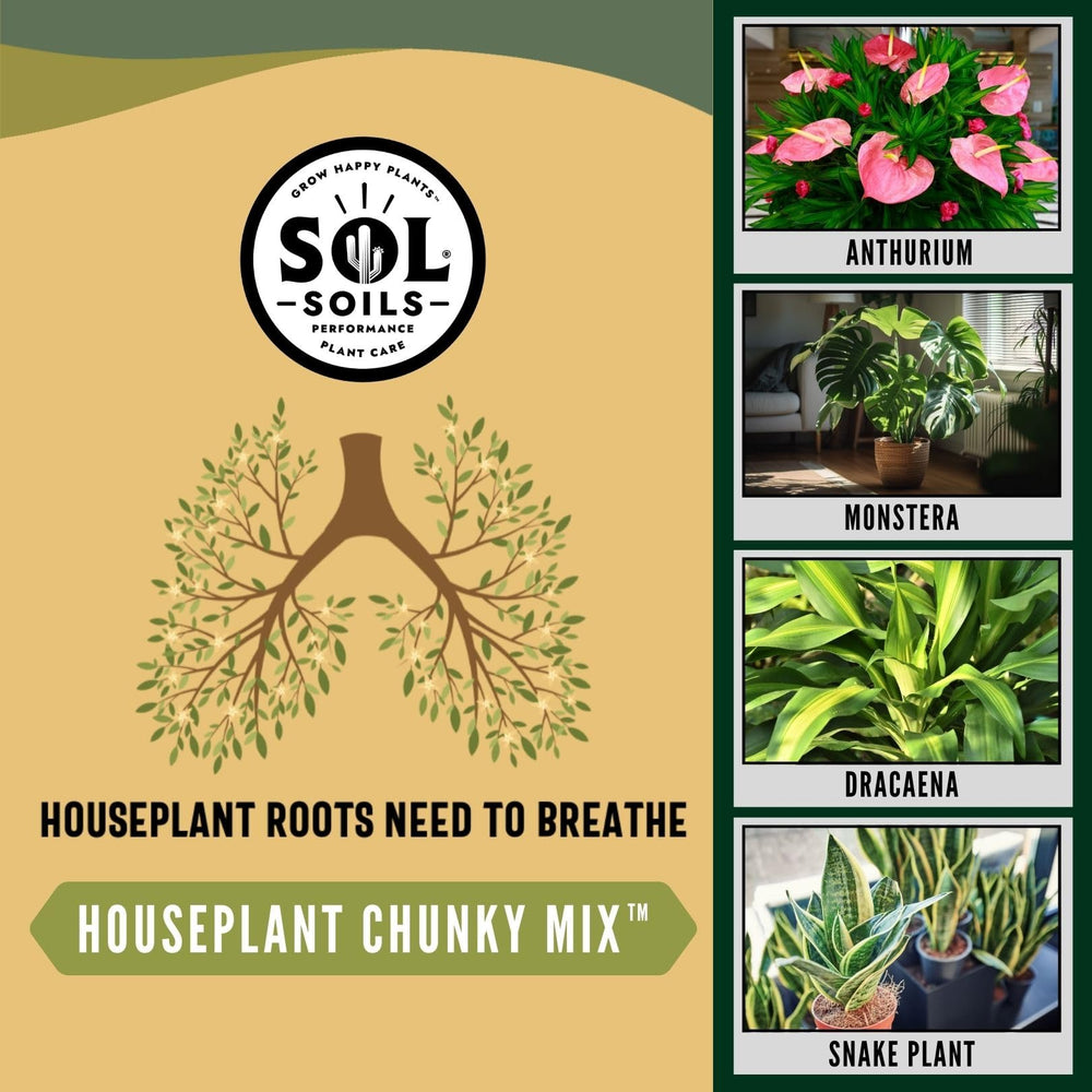 sol soils lifestyle shelved plants showing attractive indoor growth benefit