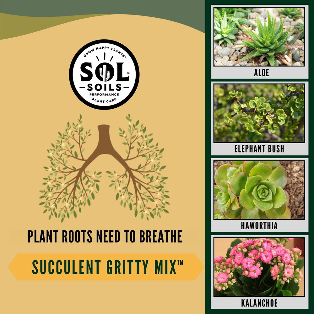 sol soils styled succulents in home setting showing thriving plants benefit