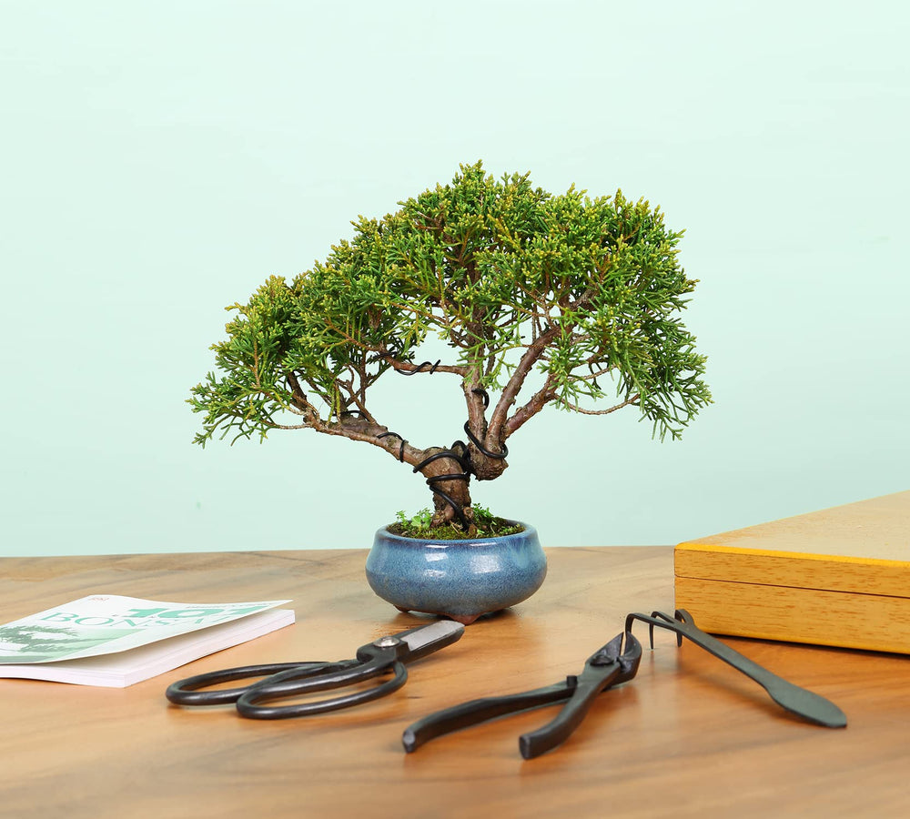 SOLIGT tools being used on a bonsai tree demonstrating ergonomic comfort and control