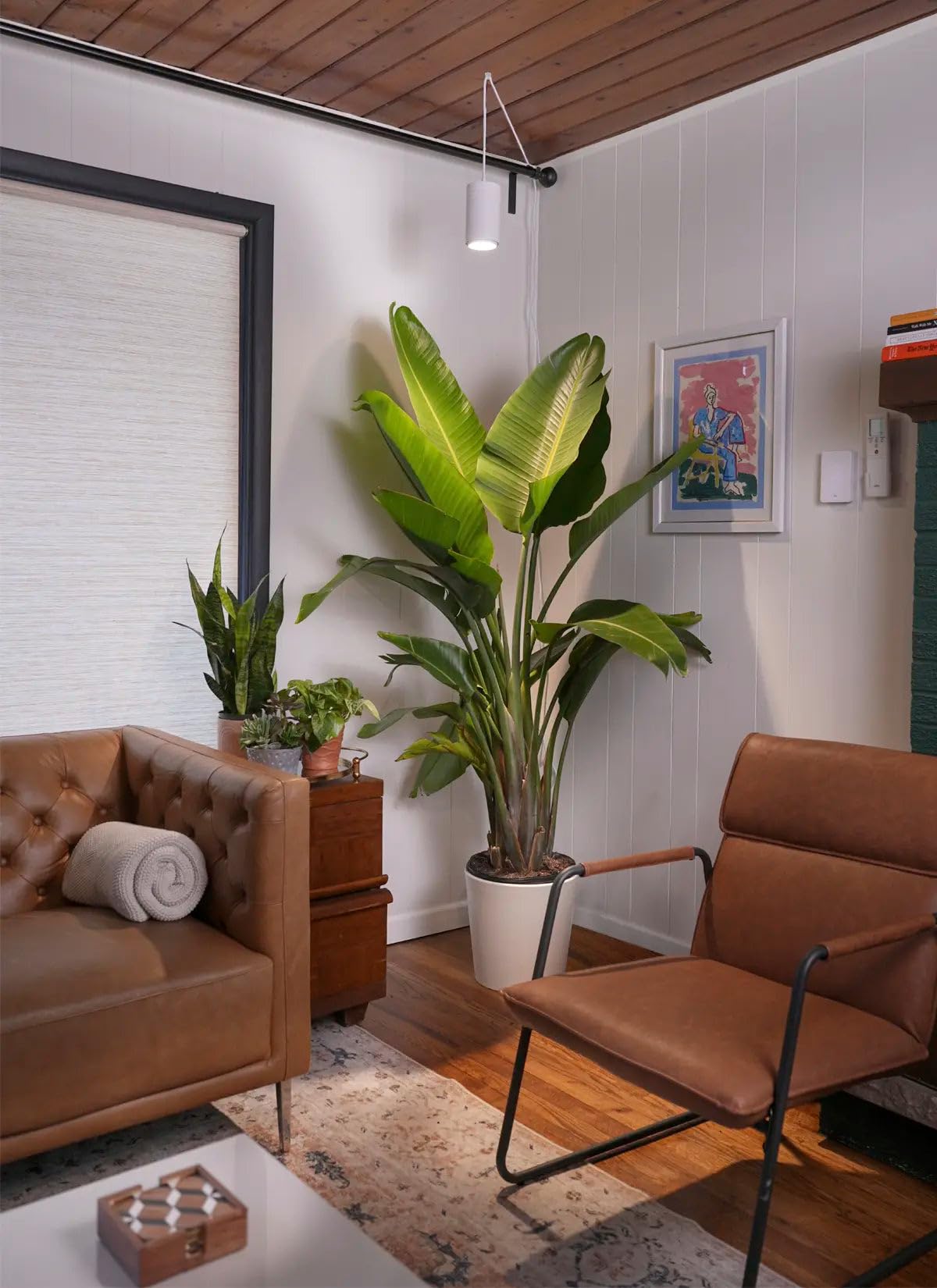 Soltech Aspect Gen 2 in living room setting blending with decor while supporting plants