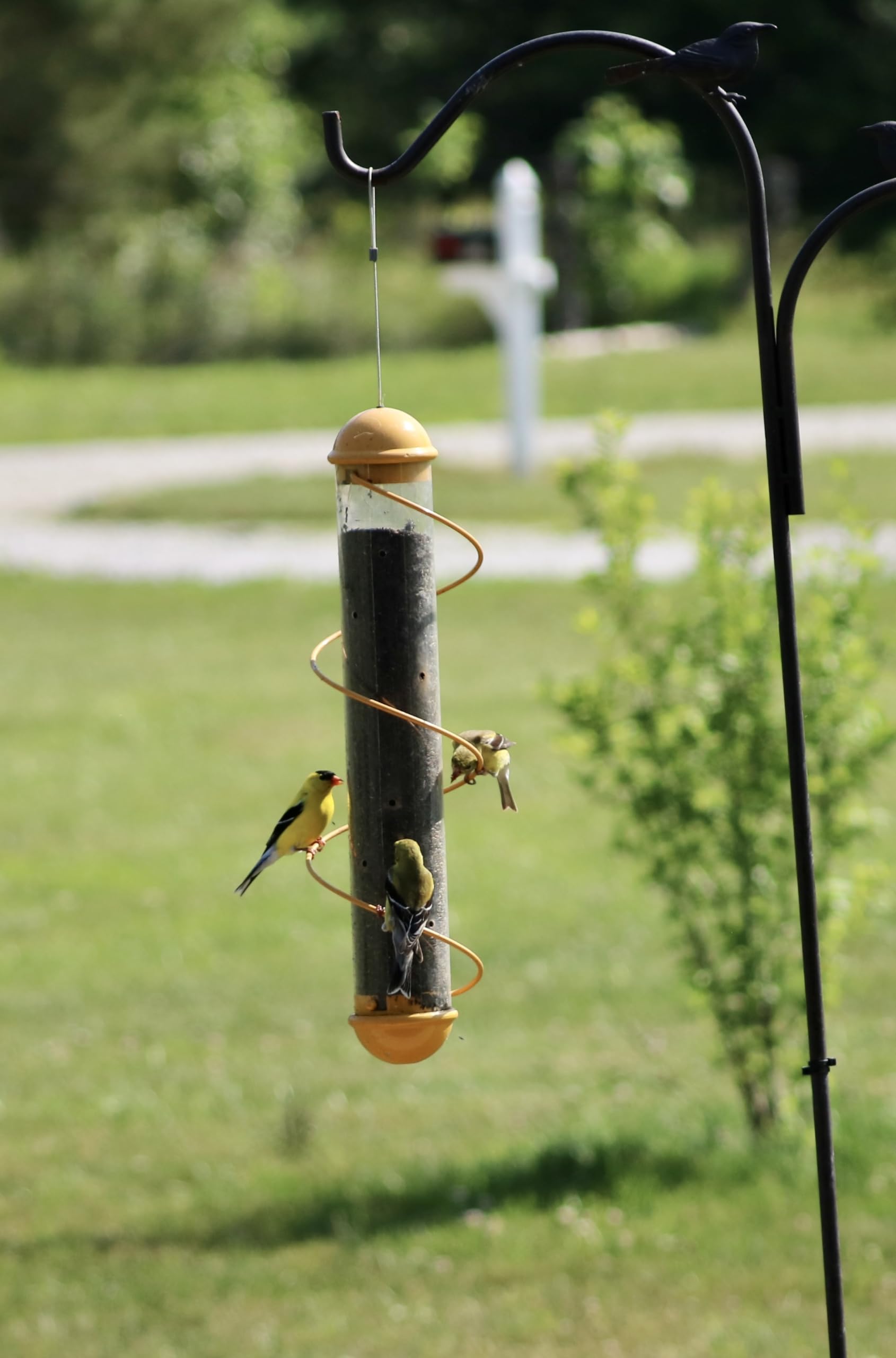 Songbird Essentials feeder hanging in garden with finch feeding, improving backyard bird viewing
