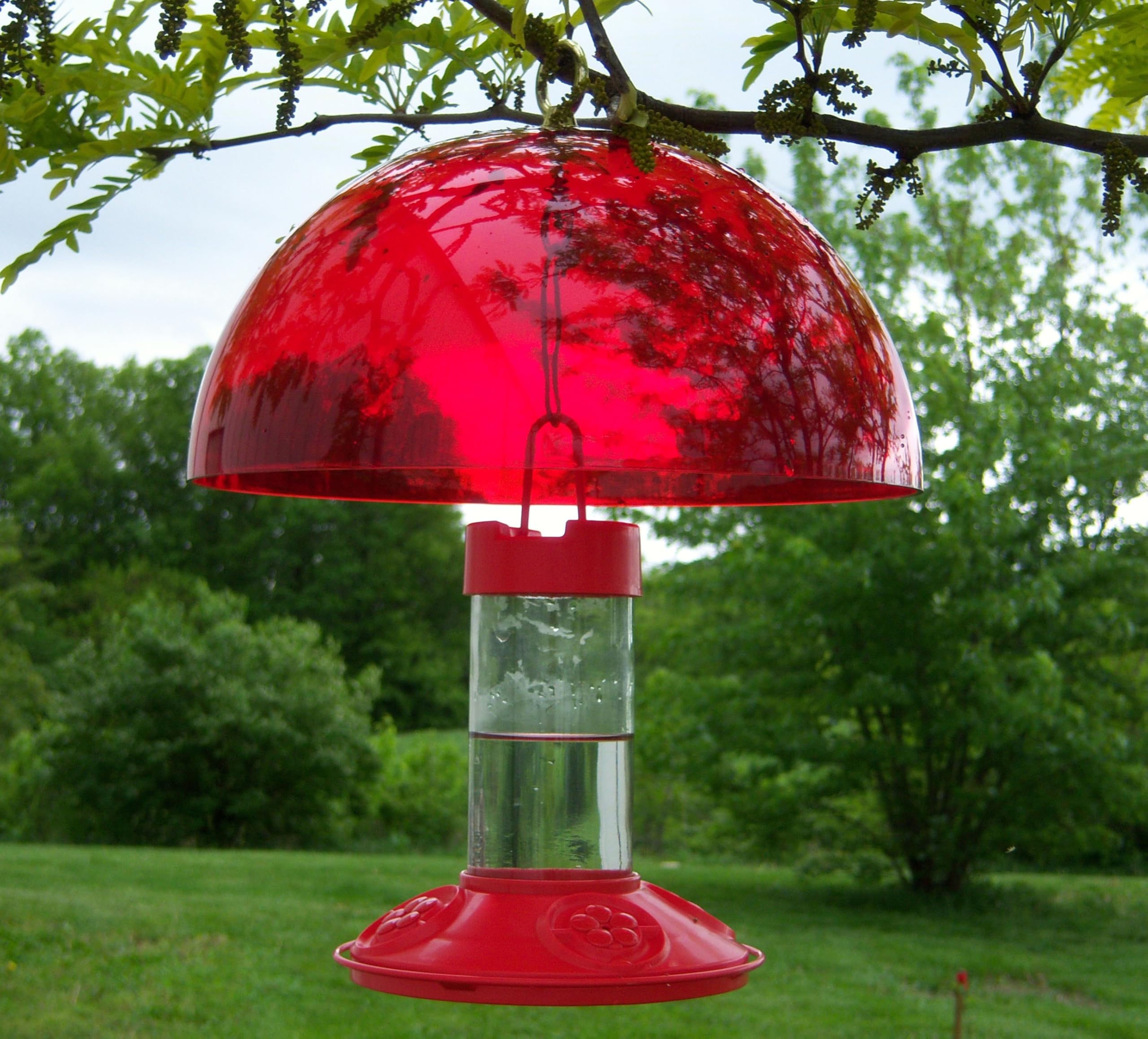 Songbird Essentials dome over feeder in garden illustrating squirrel protection