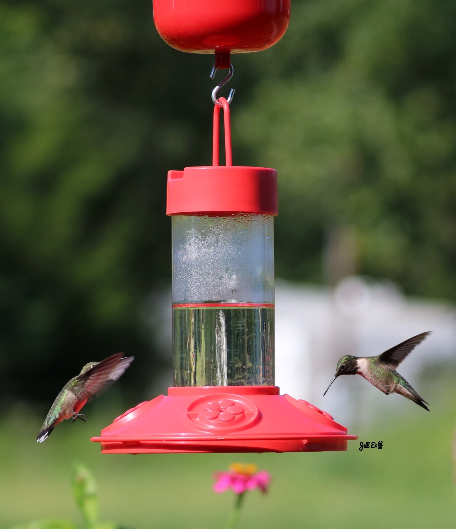 Songbird Essentials Dr Jb's feeder hung in garden attracting hummingbirds for easier wildlife viewing