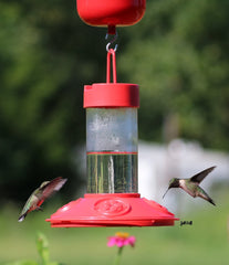 Songbird Essentials Dr Jb's feeder hung in garden attracting hummingbirds for easier wildlife viewing