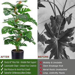 Soupiar moss pole supporting a Monstera plant for upright growth
