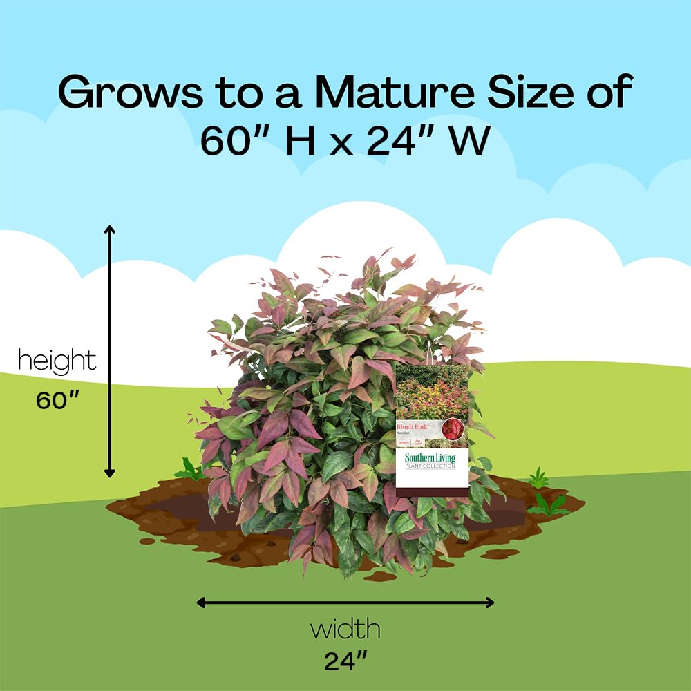 Southern Living Blush Pink Nandina autumn foliage with crimson and pink tones