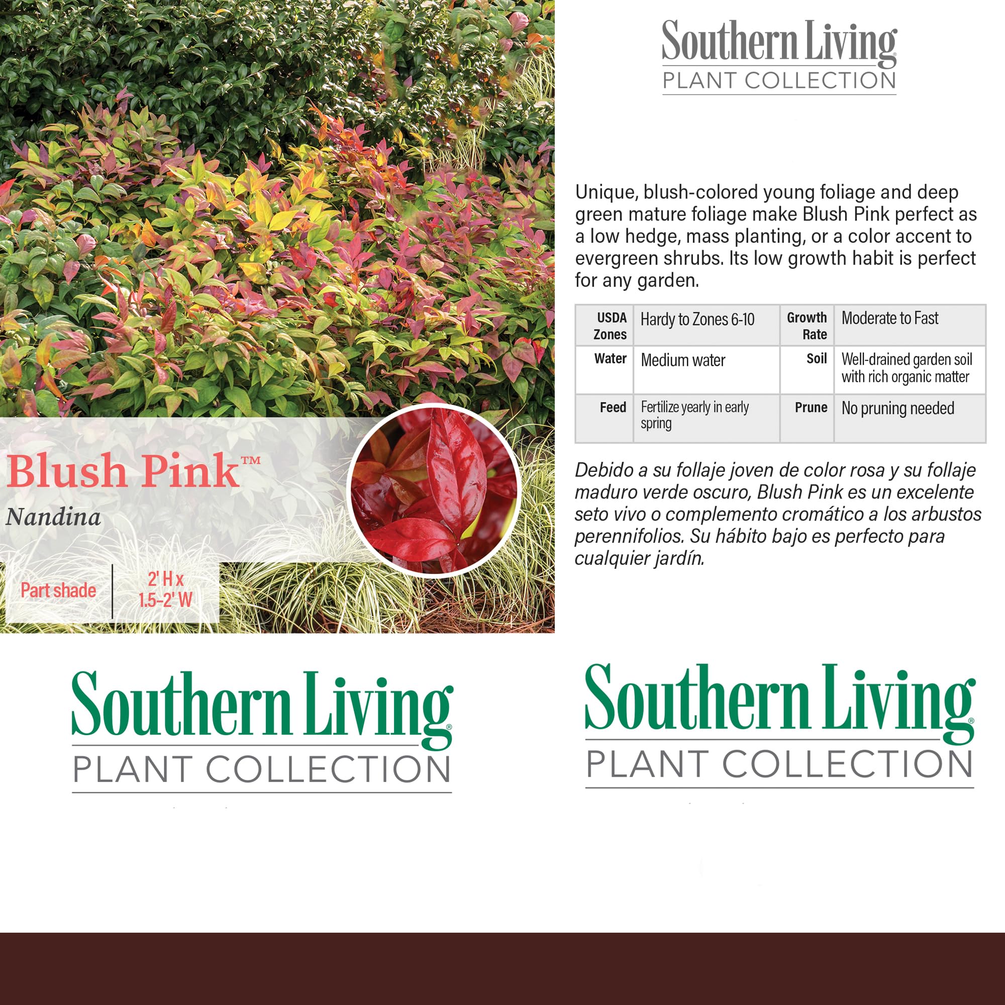 Southern Living Blush Pink Nandina close-up of pink new growth with visual appeal