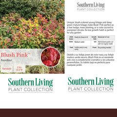 Southern Living Blush Pink Nandina close-up of pink new growth with visual appeal