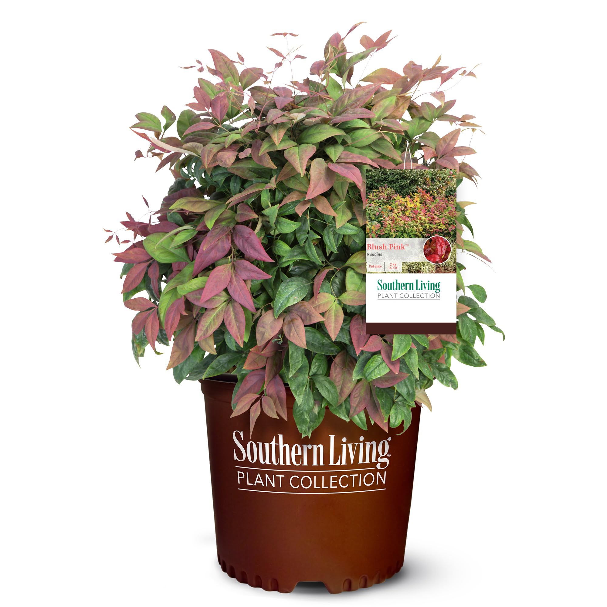 Southern Living Blush Pink Nandina front view showing compact shape and color