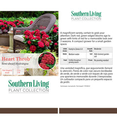 Southern Living Heart Throb close-up of cherry red flower cluster for vibrant color