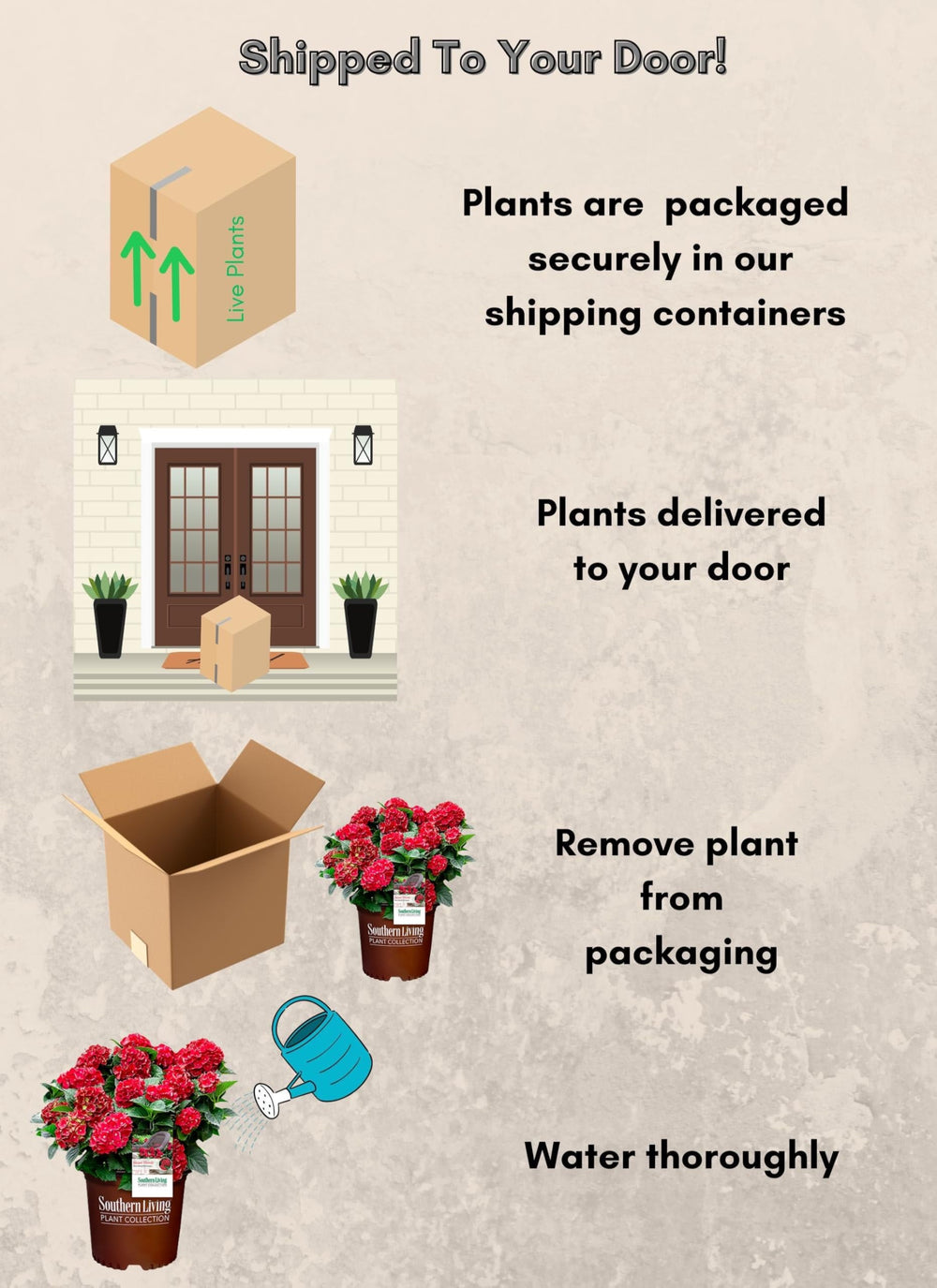 Southern Living Heart Throb in a patio container demonstrating small-space utility