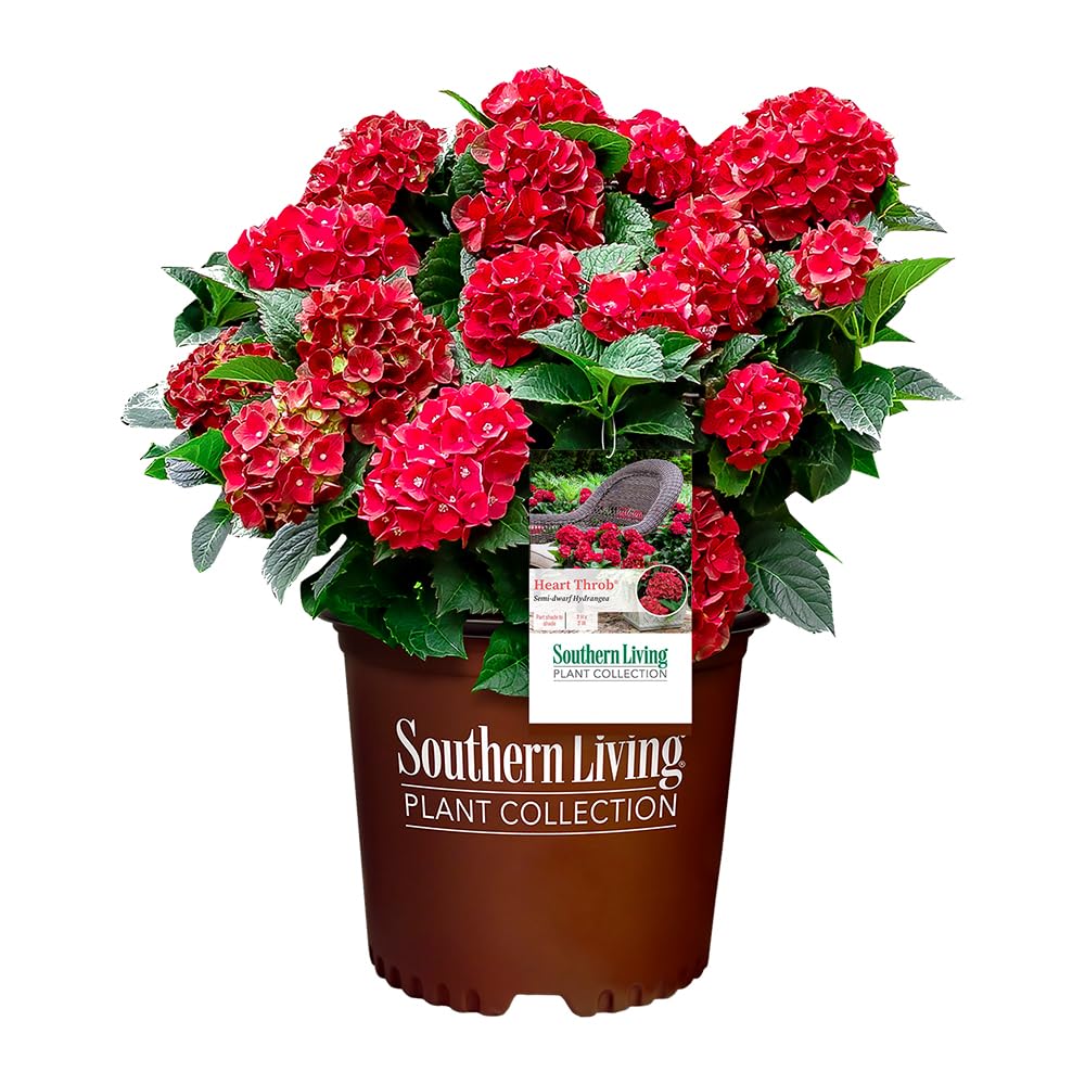 Southern Living Heart Throb front view showing compact red blooms and proportion