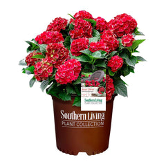 Southern Living Heart Throb front view showing compact red blooms and proportion