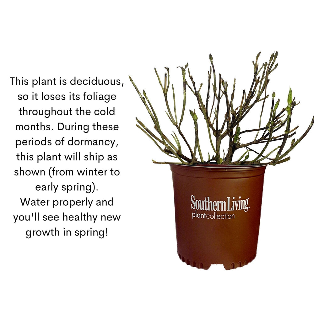 Southern Living Heart Throb mass planting in a border providing continuous red color