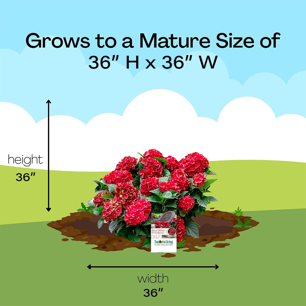 Southern Living Heart Throb potted for shipping with label ensuring plant arrival quality