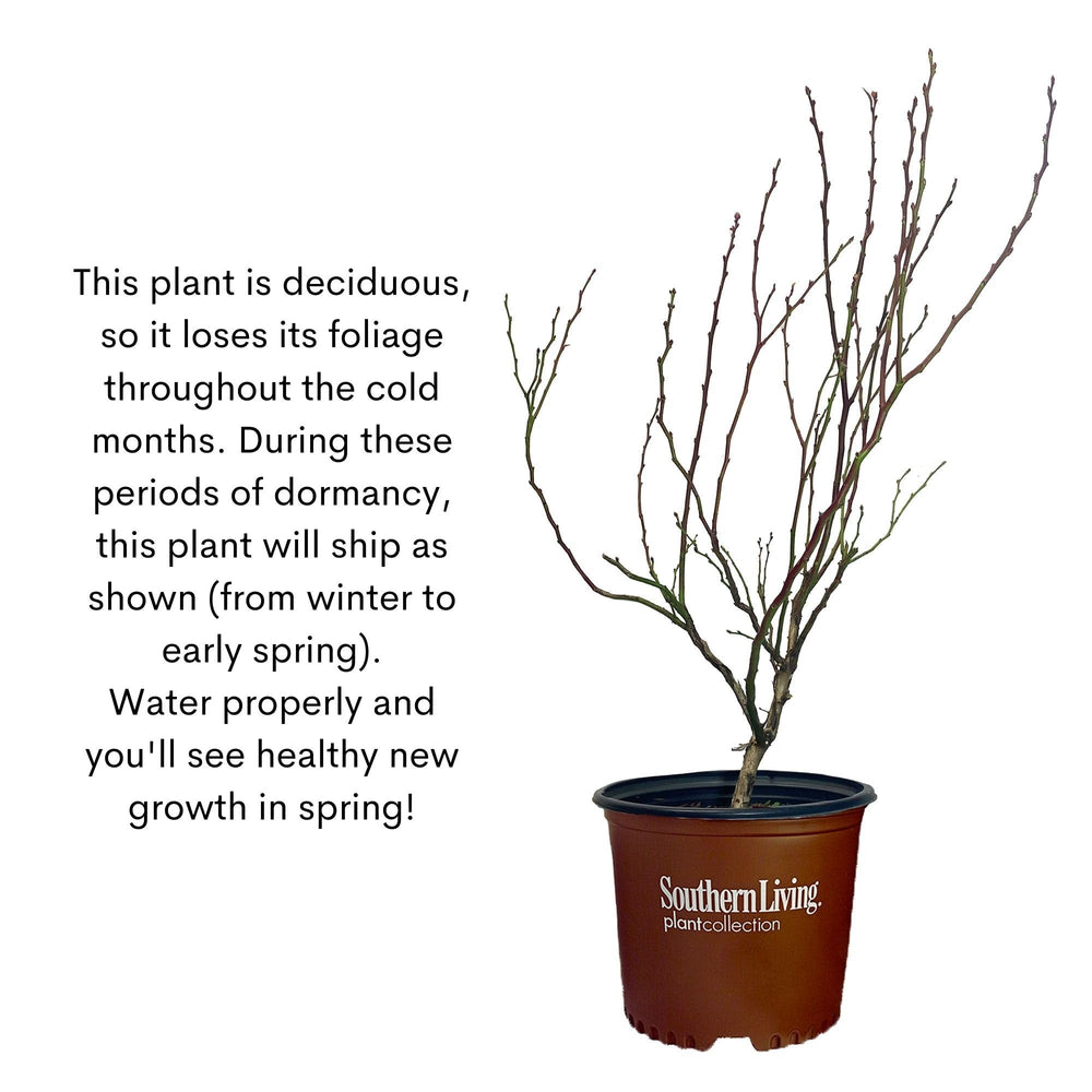 Southern Living Hello Darlin planted in a large container for small-space harvesting