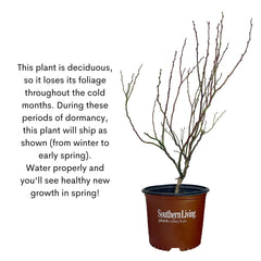 Southern Living Hello Darlin planted in a large container for small-space harvesting