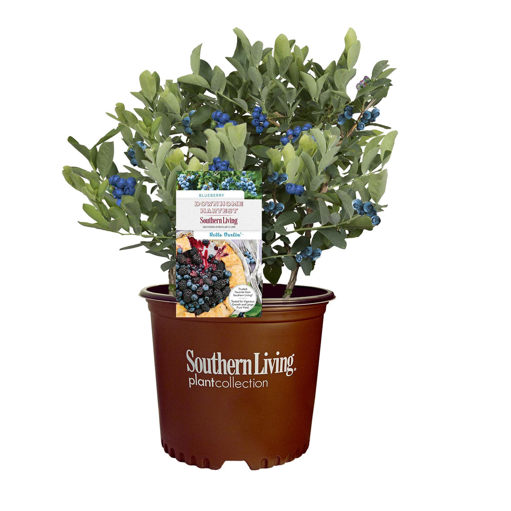Southern Living Hello Darlin front view showing compact upright habit and healthy foliage