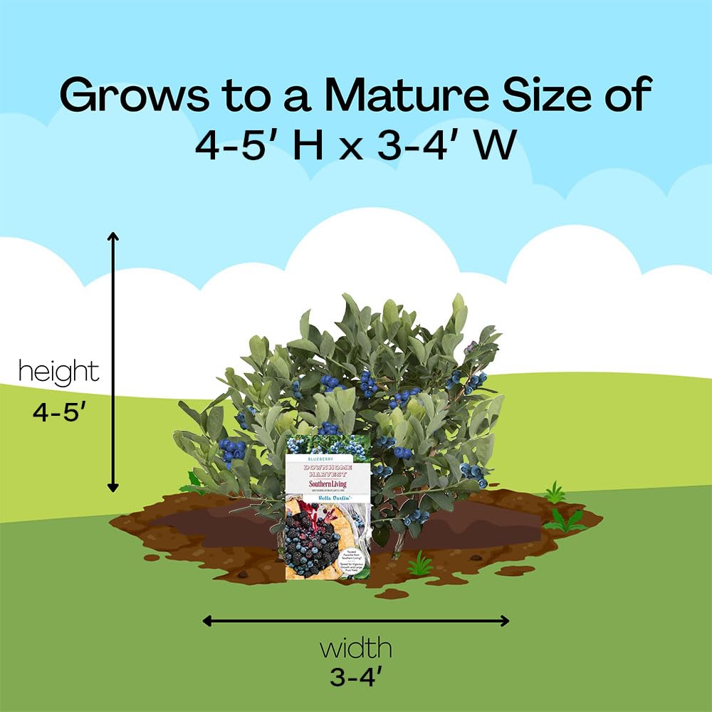 Southern Living Hello Darlin beside a ruler showing mature height and planting scale