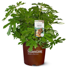 Southern Living Little Miss Figgy front view showing compact shape and fruiting benefits