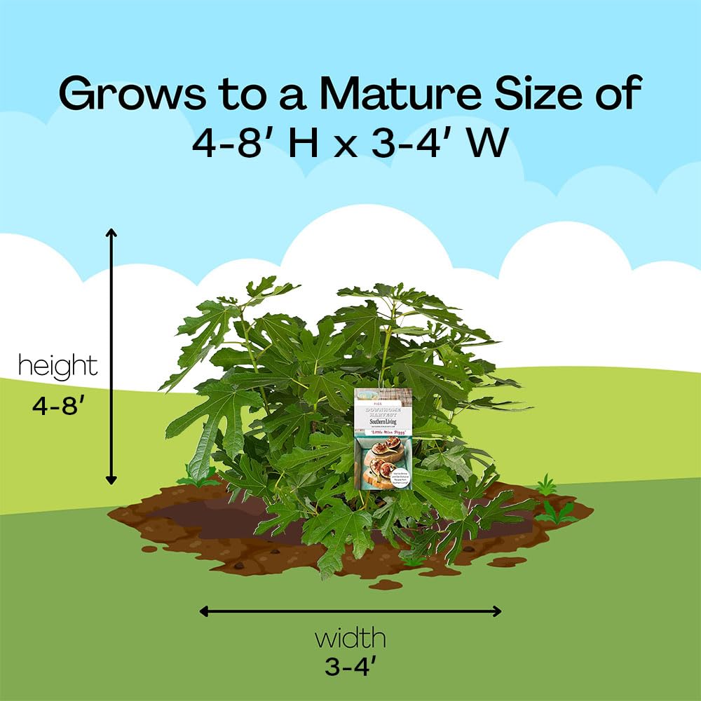 Southern Living Little Miss Figgy label and 2-gallon pot showing cultivar identity and readiness