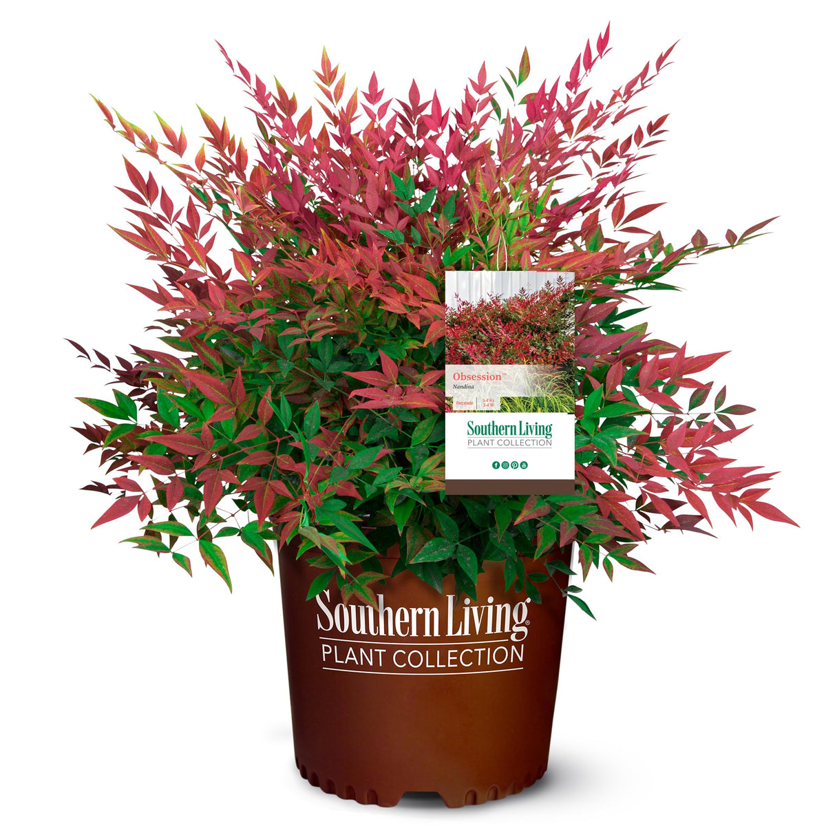 Southern Living Obsession Nandina front view showing dense red foliage and curb appeal