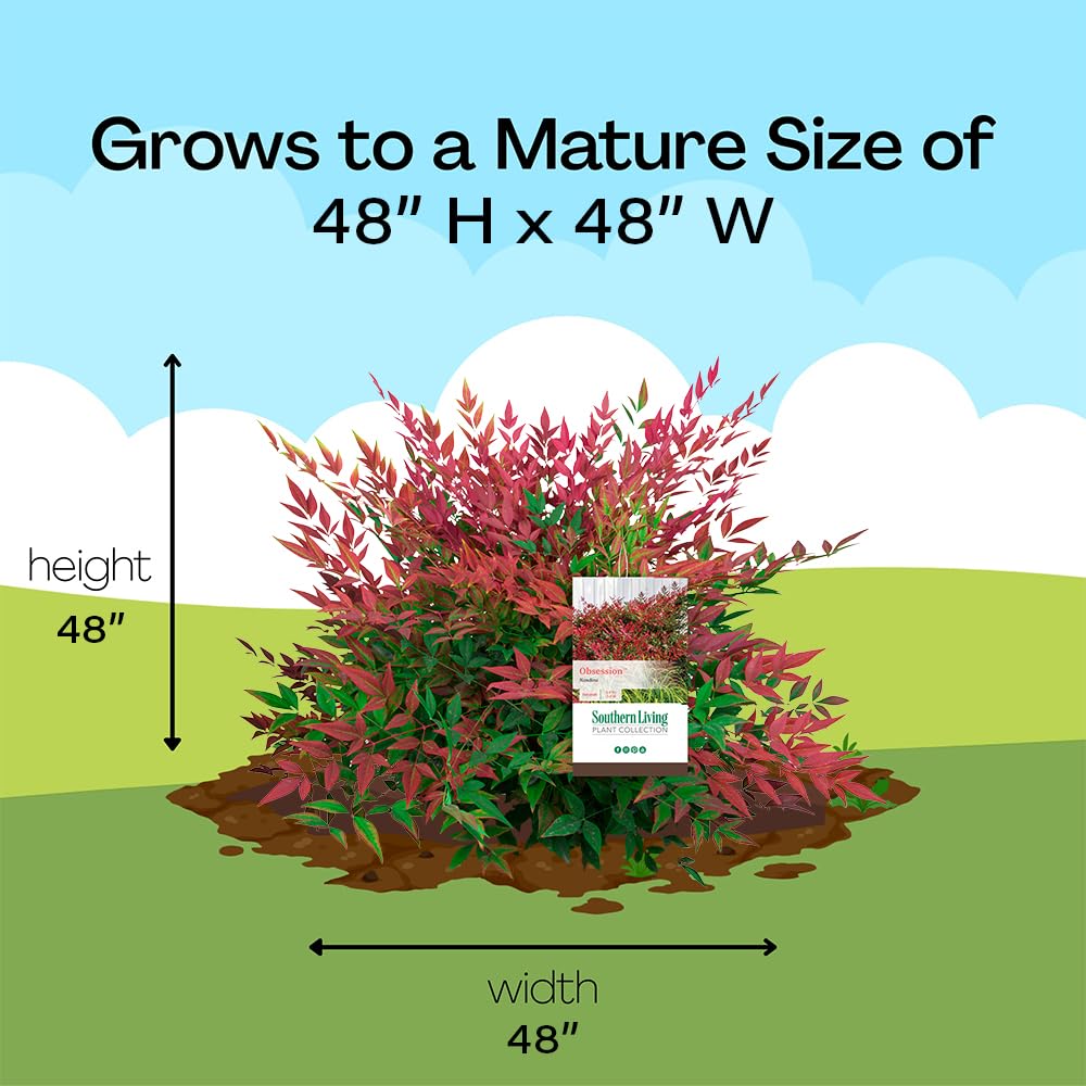 Southern Living Obsession Nandina used as landscape border adding year-round red contrast