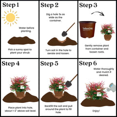 Southern Living plant held by hand showing 2-gallon size and easy transplanting benefit