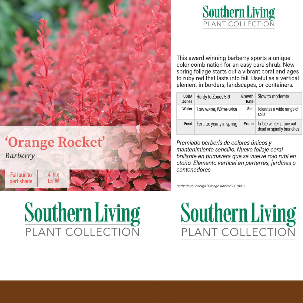 Southern Living Orange Rocket Barberry close-up foliage showing coral to scarlet tones and texture