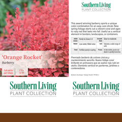 Southern Living Orange Rocket Barberry close-up foliage showing coral to scarlet tones and texture