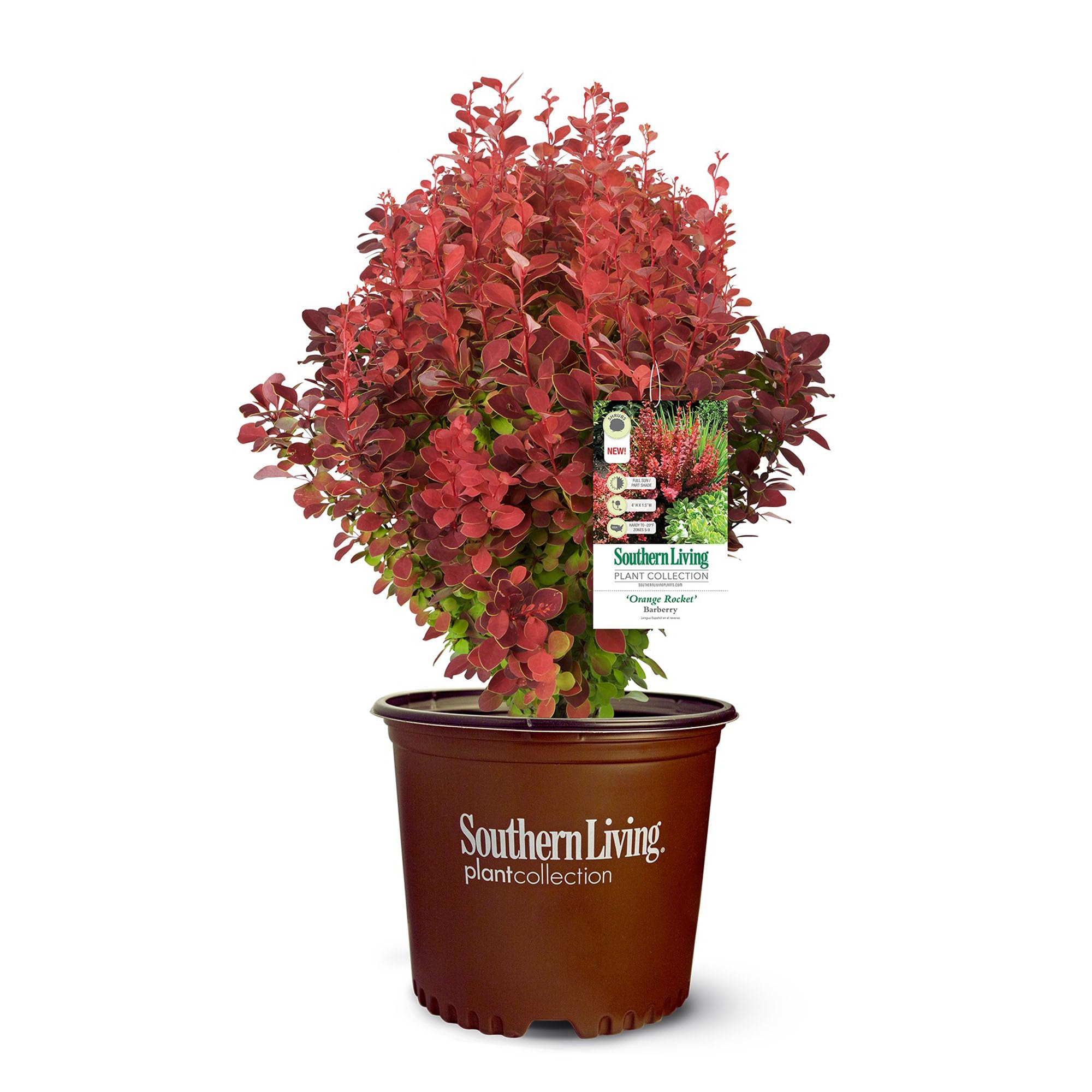 Southern Living Orange Rocket Barberry front view showing compact columnar form and bright color