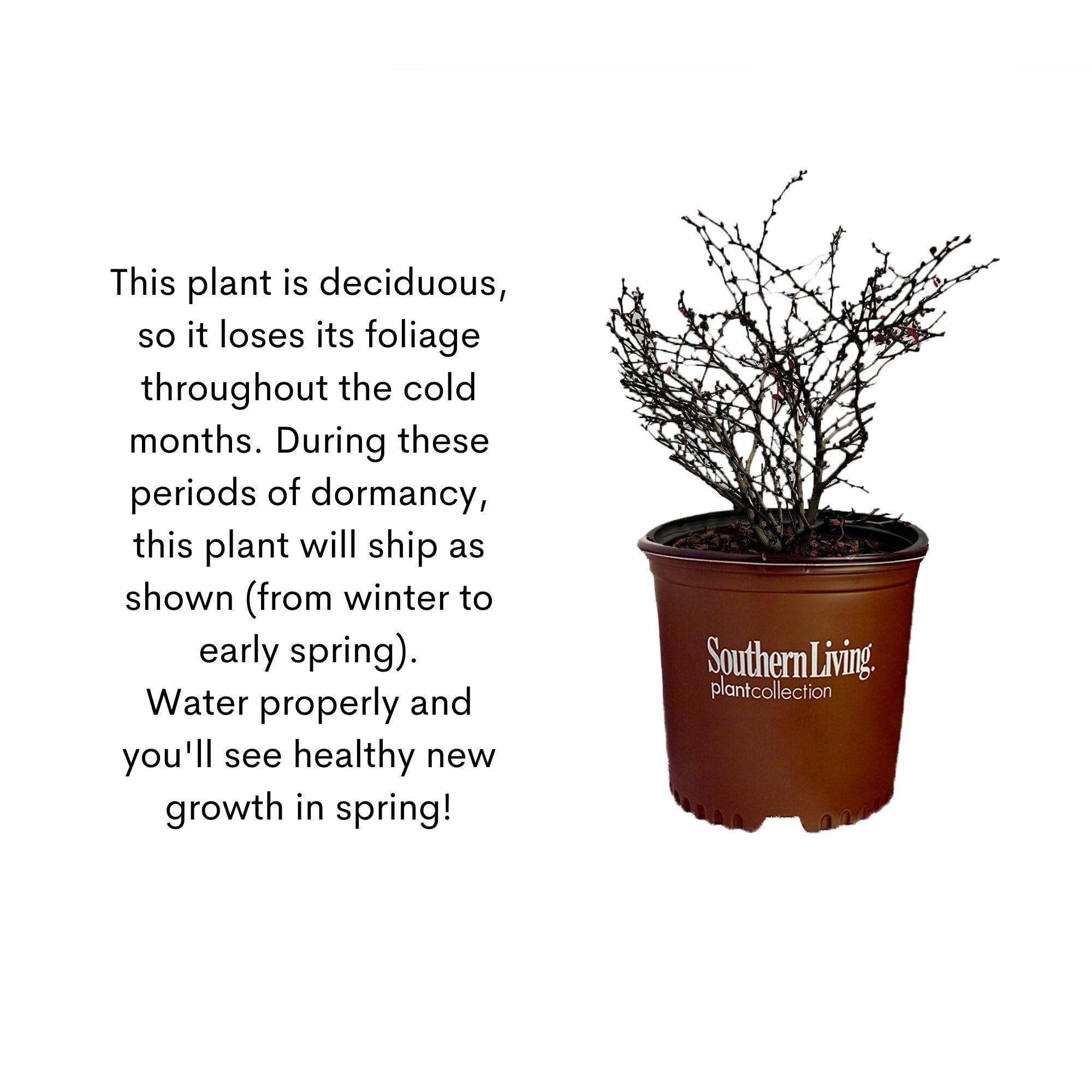 Southern Living Orange Rocket Barberry thorn detail on branch showing safe handling reminder