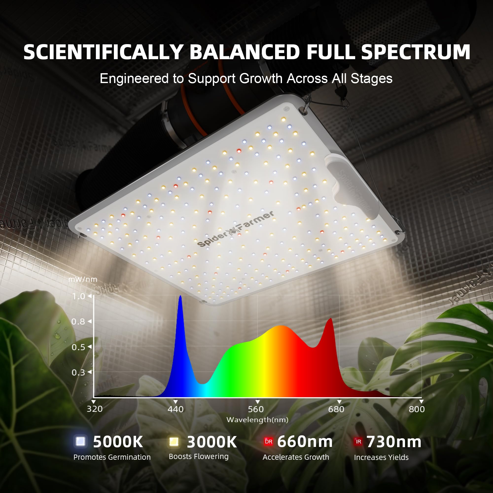 Spider Farmer lights in a 2x4 tent showing scale and uniform canopy coverage benefit