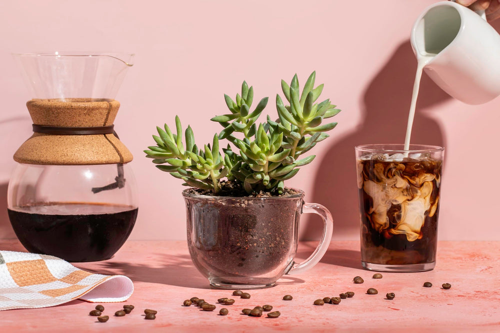 Spike & Bloom styled tabletop succulents showcasing finished look and drainage