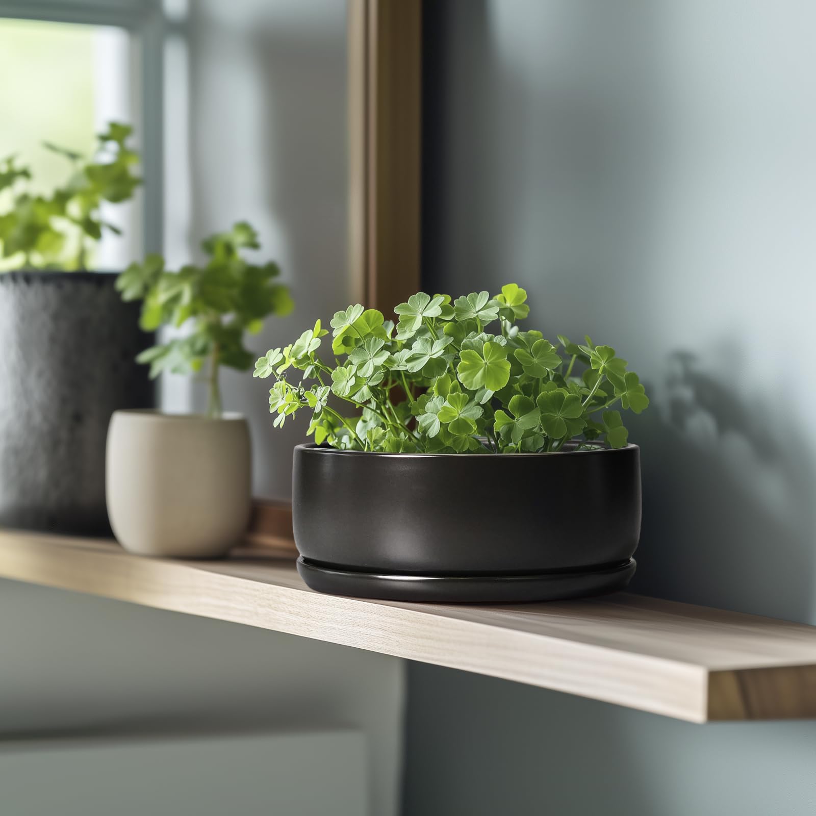 SQOWL pot planted with succulents showing compact arrangement and visual appeal