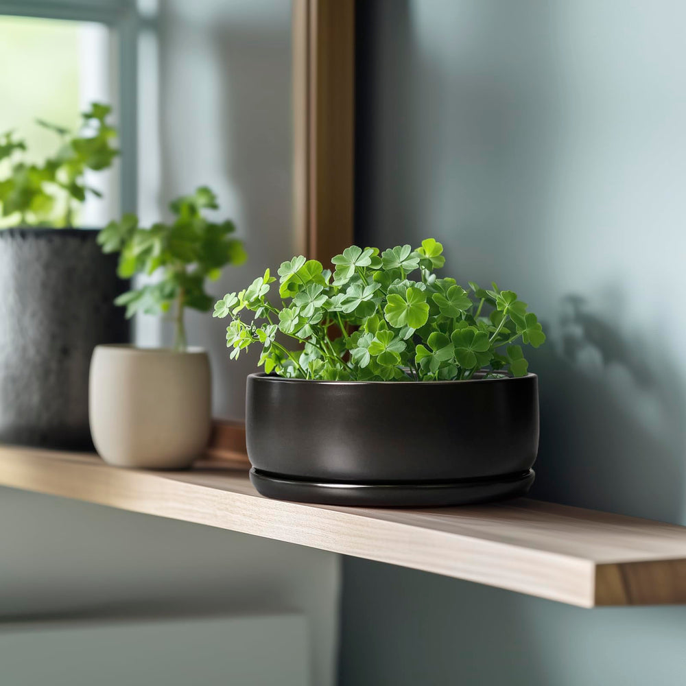 SQOWL pot planted with succulents showing compact arrangement and visual appeal