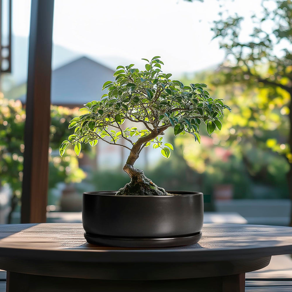 SQOWL pot on a window sill in lifestyle scene enhancing room decor and natural light
