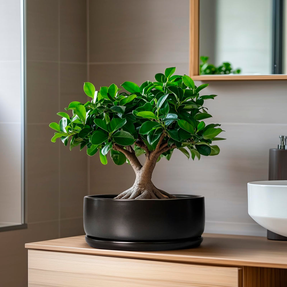 SQOWL pot held in hand for scale showing 8-inch size and tabletop suitability benefit