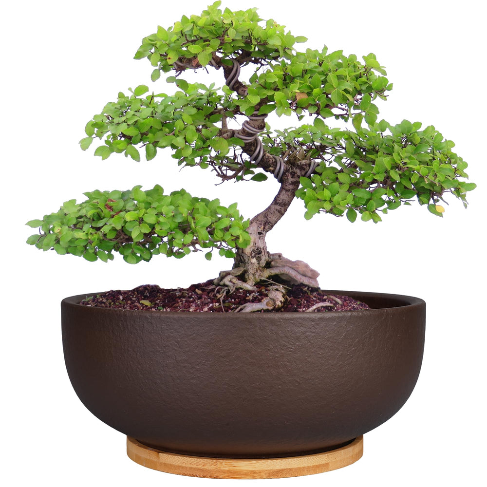 SQOWL front view of 10-inch terracotta planter showing warm neutral tone and wide rim