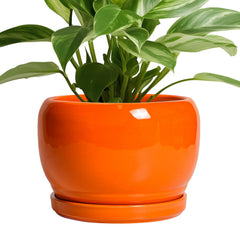 SQOWL front view orange planter showing modern round design and decorative appeal