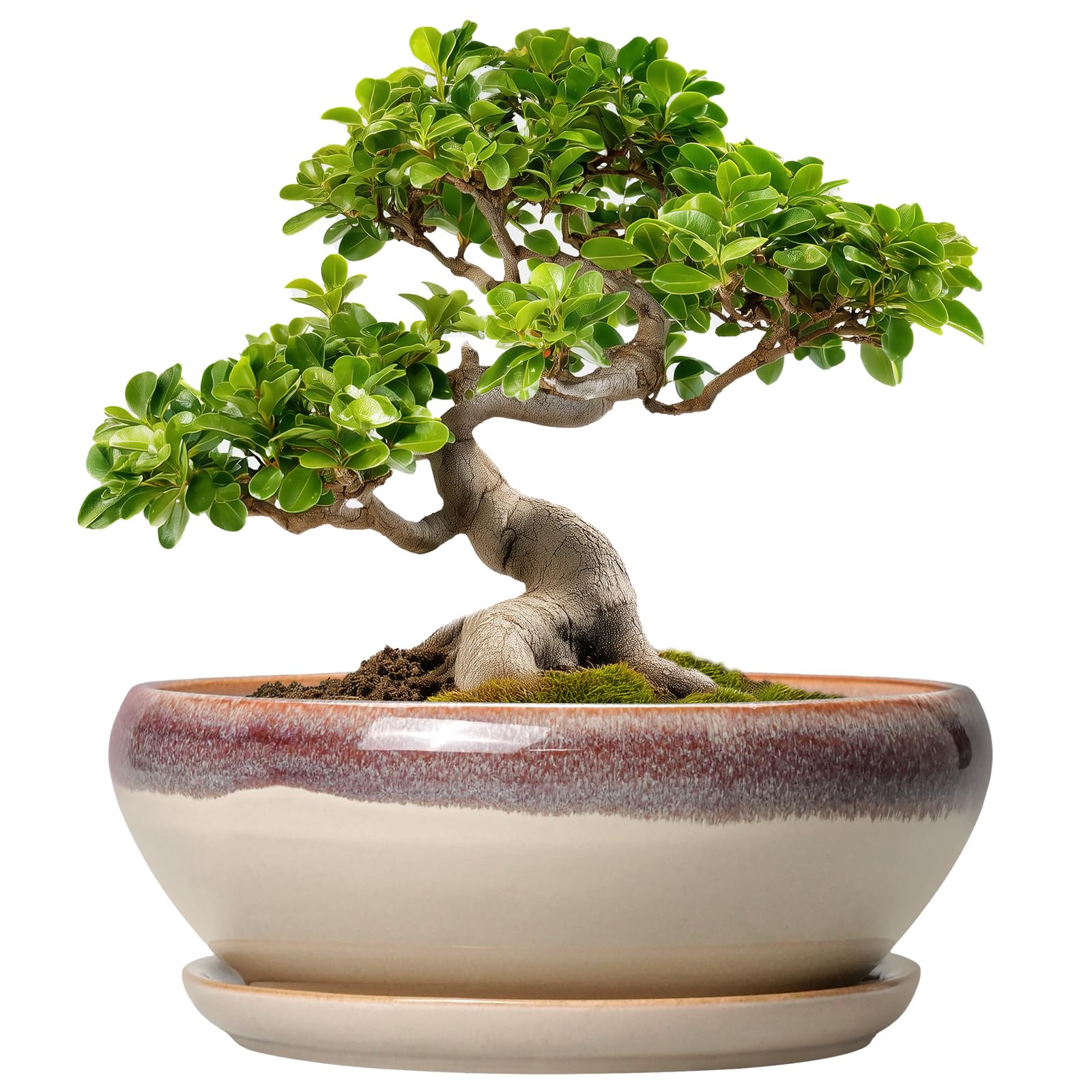 SQOWL front view of beige 10-inch pot showing elegant silhouette and balance