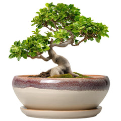 SQOWL front view of beige 10-inch pot showing elegant silhouette and balance