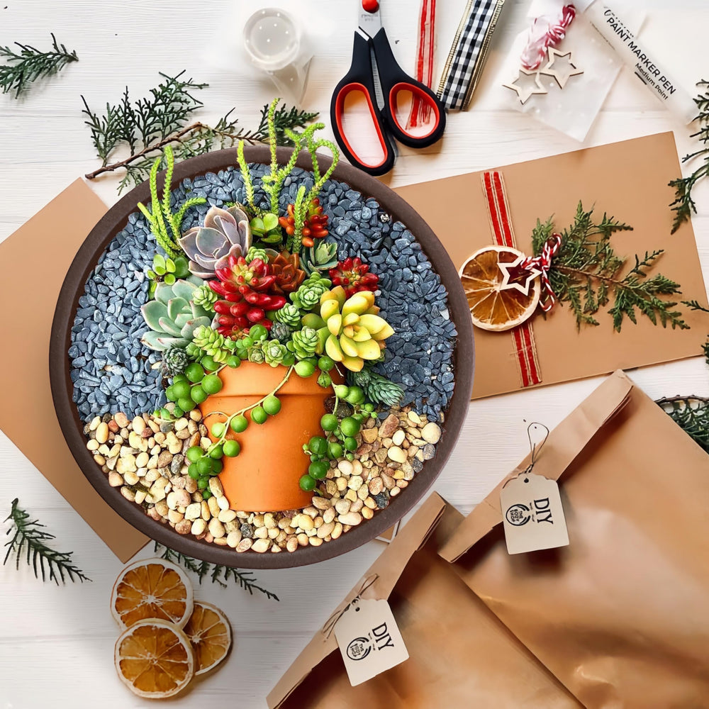 SQOWL planter filled with small succulents showing attractive display benefit