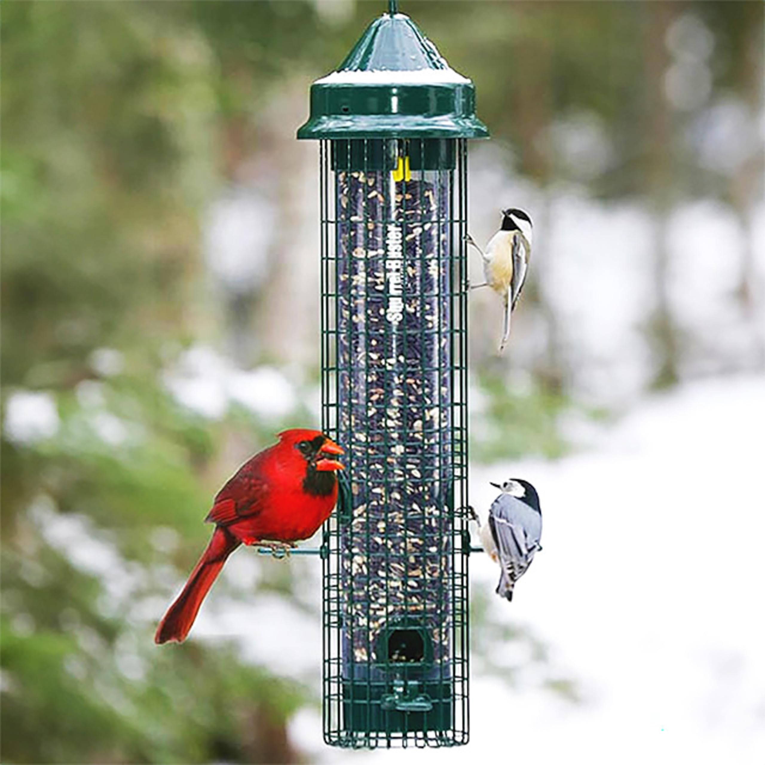 Squirrel Buster close-up on U-shaped perch providing bird comfort