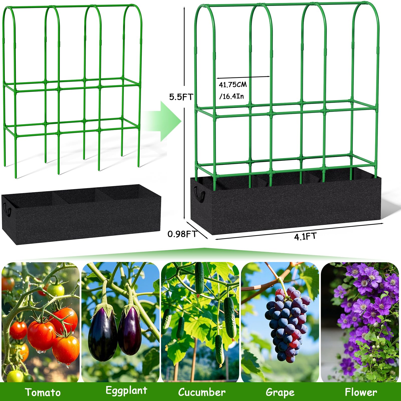 Srapwati trellis next to gardener showing scale and space-saving advantage